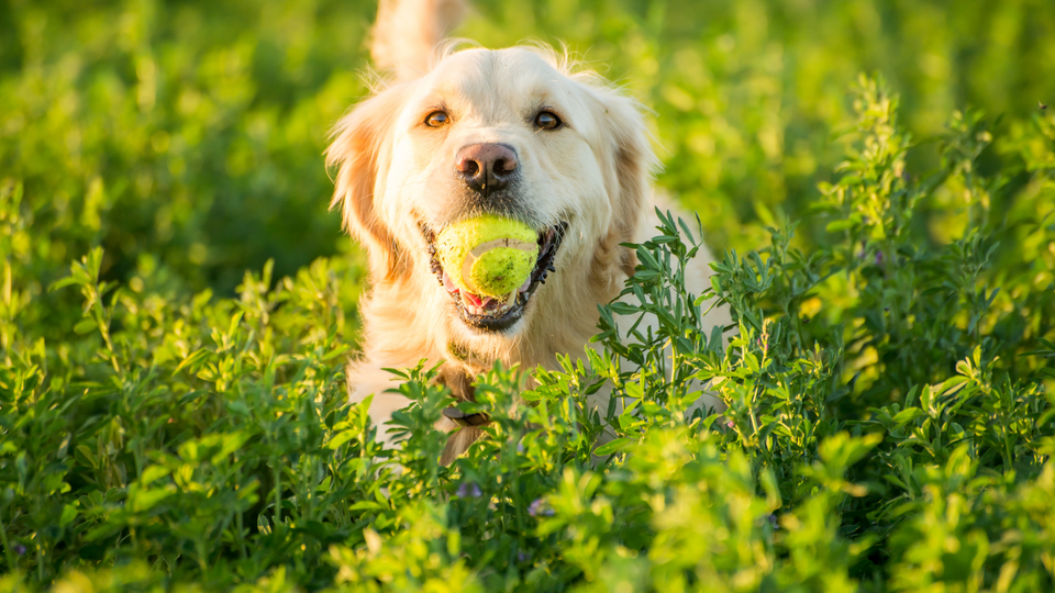 Why raw food can be beneficial for pets with chronic health conditions?